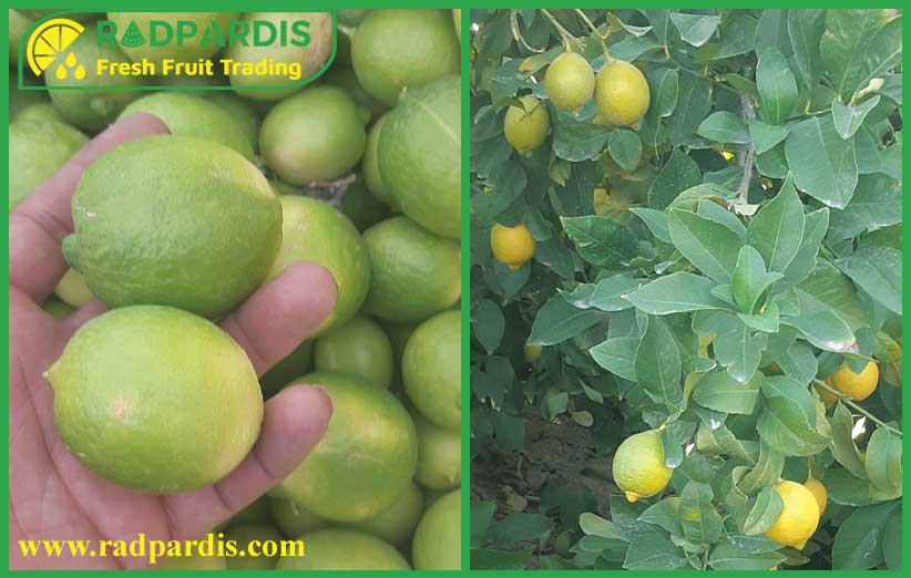 راهنمایی برای شناخت انواع لیمو ترش و استفاده‌های آن